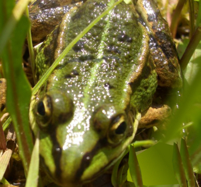 Frosch als Hechtköder ?