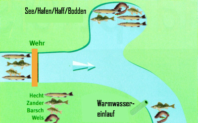 Raubfischfang im Winter. Eine Betrachtung von Osmar Dorow.