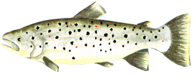 salmo trutta